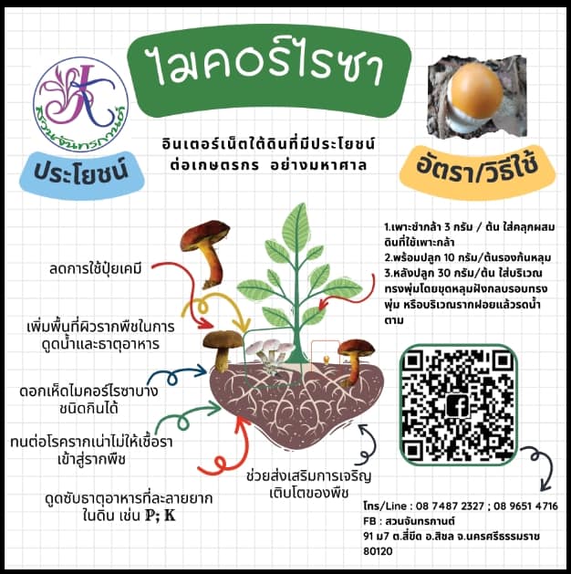 ไมโครไรซา