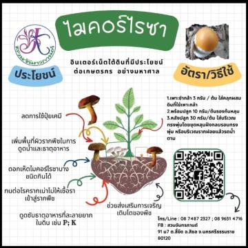 ไมโครไรซา